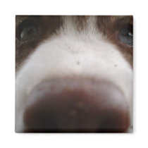 Siberian Husky (4) Fridge Magnet