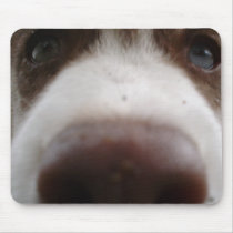 Siberian Husky (4) Use Mat