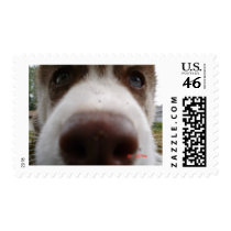 Siberian Husky (4) Postage