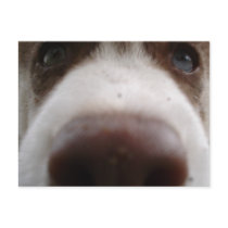 Siberian Husky (4) Post Card