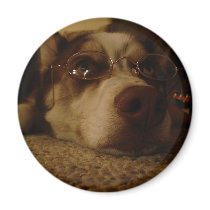Siberian Husky (5) Fridge Magnets