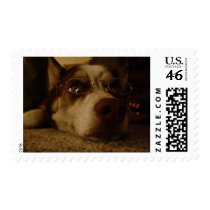 Siberian Husky (5) Postage