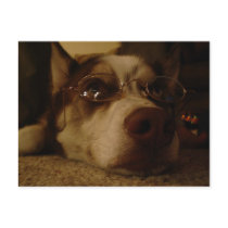 Siberian Husky (5) Post Card