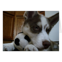 Siberian Husky (6) Cards