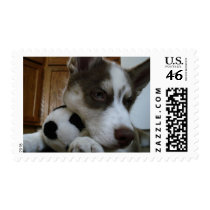 Siberian Husky (6) Postage