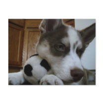 Siberian Husky (6) Postcard