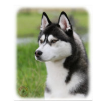 Siberian Husky 9Y570D-006 posters by TraffordPhotos Siberian Husky 9Y570D-006 posters