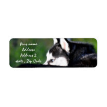 Siberian Husky Address labels