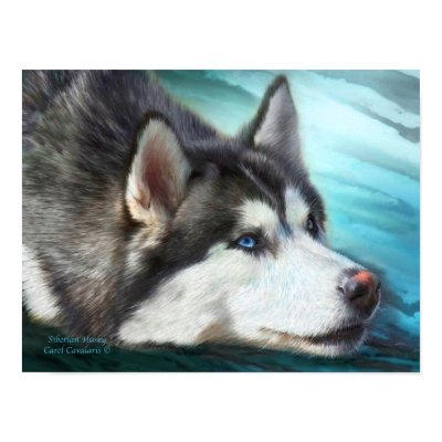 Siberian Husky Art Poster