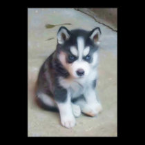 Siberian Husky Art poster posters