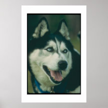 Siberian Husky Blue Eyes Poster