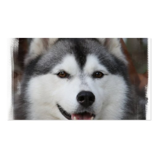 Siberian Husky Business Card (back side)