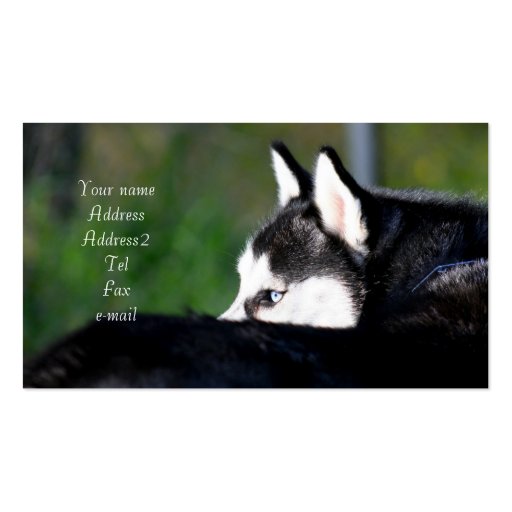 Siberian Husky business cards