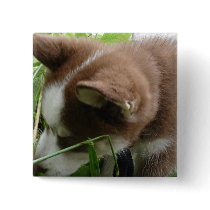 Siberian Husky Buttons