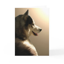 Siberian Husky Card / Alaskan Malamute Card