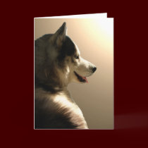 Siberian Husky Card / Alaskan Malamute Card
