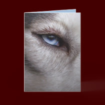 Siberian Husky Card Alaskan Malamute Card cards
