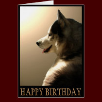 Siberian Husky Card / Alaskan Malamute Card cards