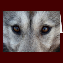 Siberian Husky Card / Alaskan Malamute Card cards
