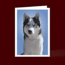 Siberian Husky Card / Alaskan Malamute Card Blank cards