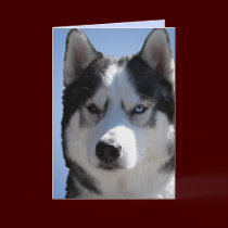 Siberian Husky Card / Alaskan Malamute Card Blank