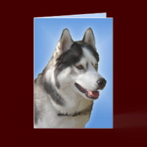 Siberian Husky Card / Alaskan Malamute Card - Cust
