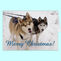 Siberian Husky Christmas Card cards