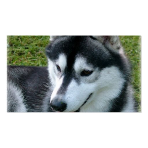 Siberian Husky Dog Business Card (back side)