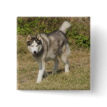 Siberian Husky Dog buttons