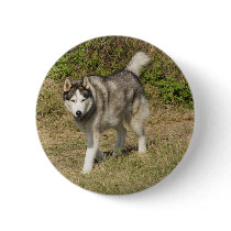 Siberian Husky Dog buttons