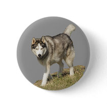 Siberian Husky Dog buttons by kphotos Siberian Husky Dog buttons