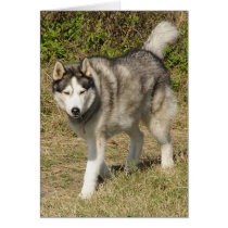 Siberian Husky Dog cards by kphotos Siberian Husky Dog cards