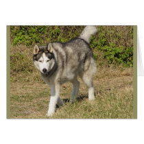 Siberian Husky Dog cards