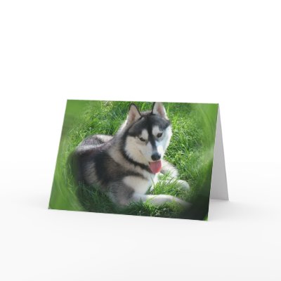Siberian Husky Dog Greeting Card