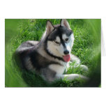 Siberian Husky Dog Greeting Card