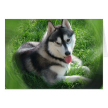 Siberian Husky Dog Greeting Card