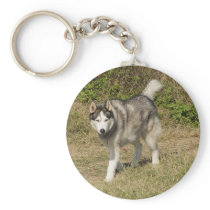 Siberian Husky Dog keychains