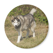 Siberian Husky Dog magnets