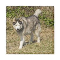 Siberian Husky Dog magnets