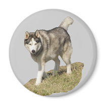 Siberian Husky Dog magnets by kphotos Siberian Husky Dog magnets