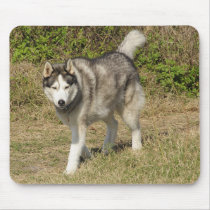 Siberian Husky Dog mousepads
