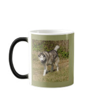 Siberian Husky Dog mugs