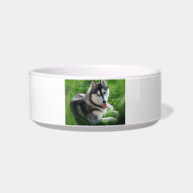 Siberian Husky Dog Pet Bowl