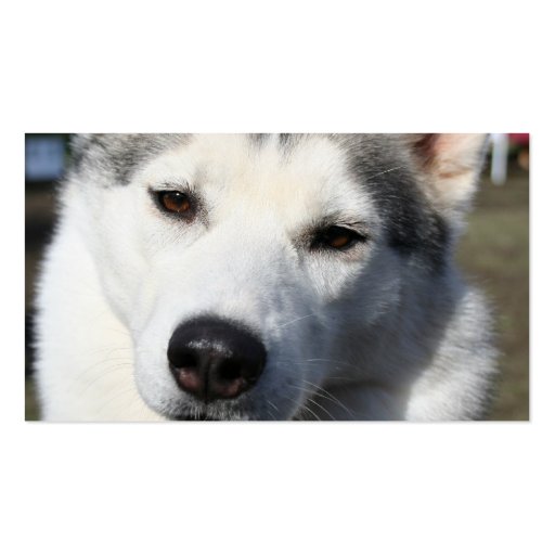 Siberian Husky Dog Photo Business Card (back side)