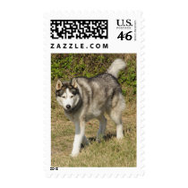 Siberian Husky Dog stamps