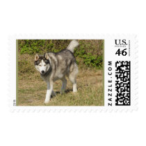Siberian Husky Dog stamps