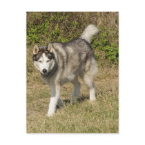 Siberian Husky Dog postcards by kphotos Siberian Husky Dog postcards