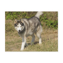 Siberian Husky Dog postcards