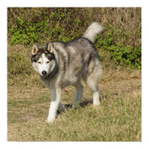 Siberian Husky Dog posters