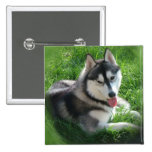 Siberian Husky Dog Square Pin